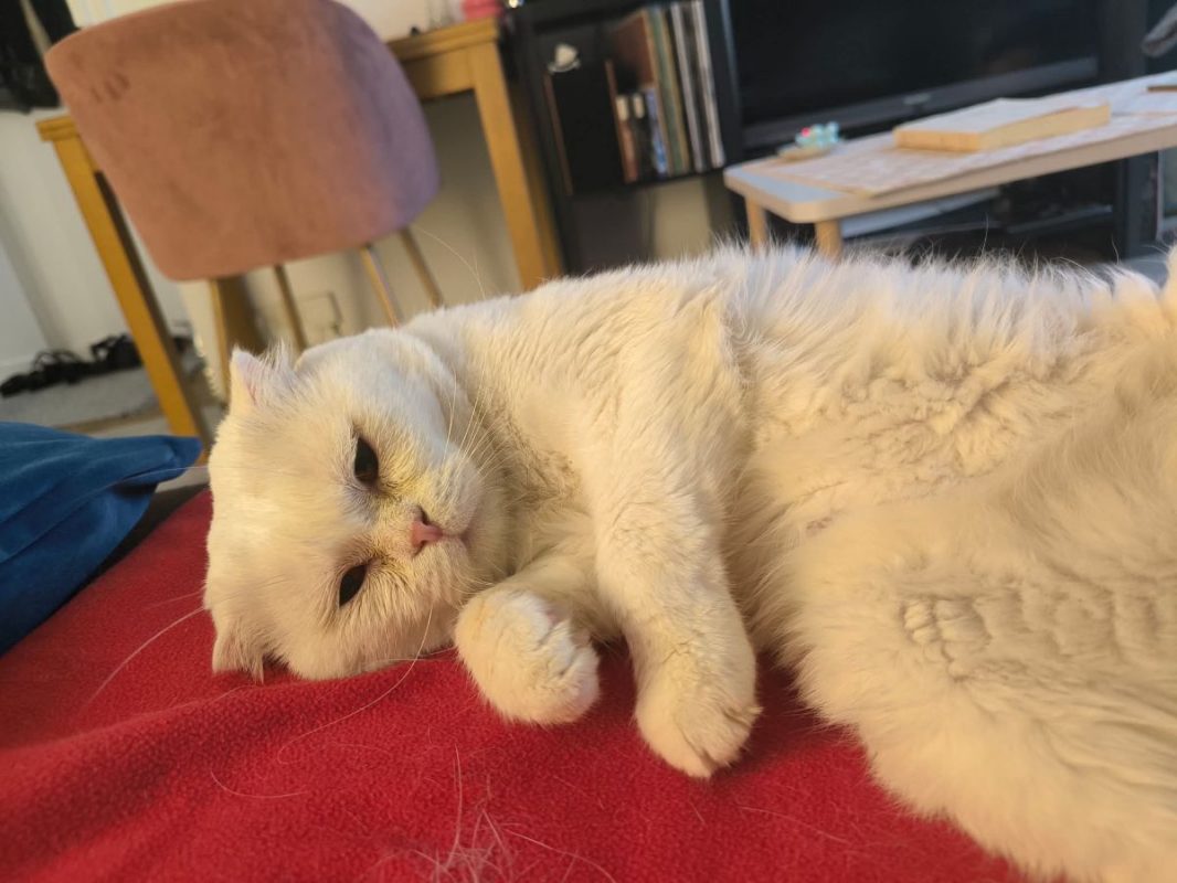 Nestor - Chat Scottish Fold à adopter - photo 6