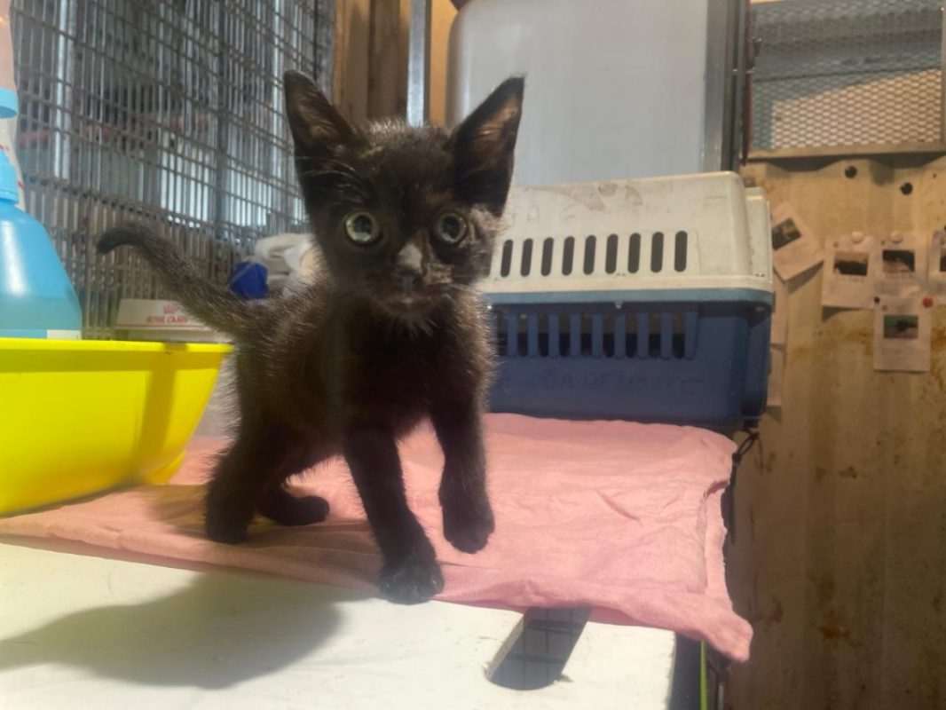 Petrol - Chat Européen à adopter