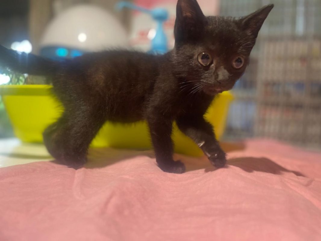 Petrol - Chat Européen à adopter - photo 2