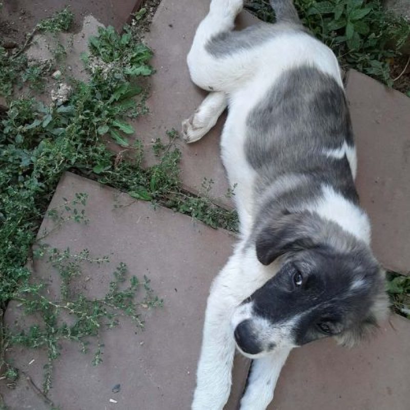 DODO - Chien à adopter - photo 3