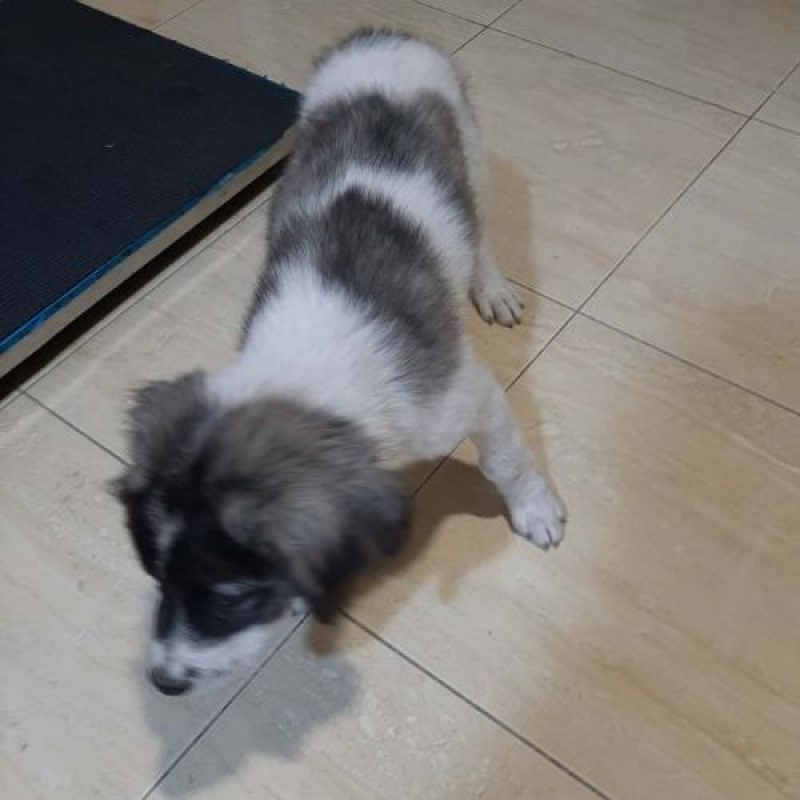 DODO - Chien à adopter - photo 4