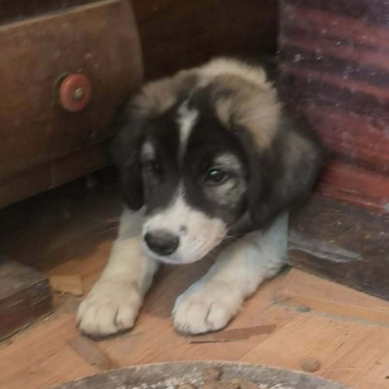 DODO - Chien à adopter - photo 8