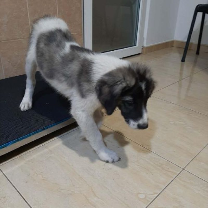 DODO - Chien à adopter