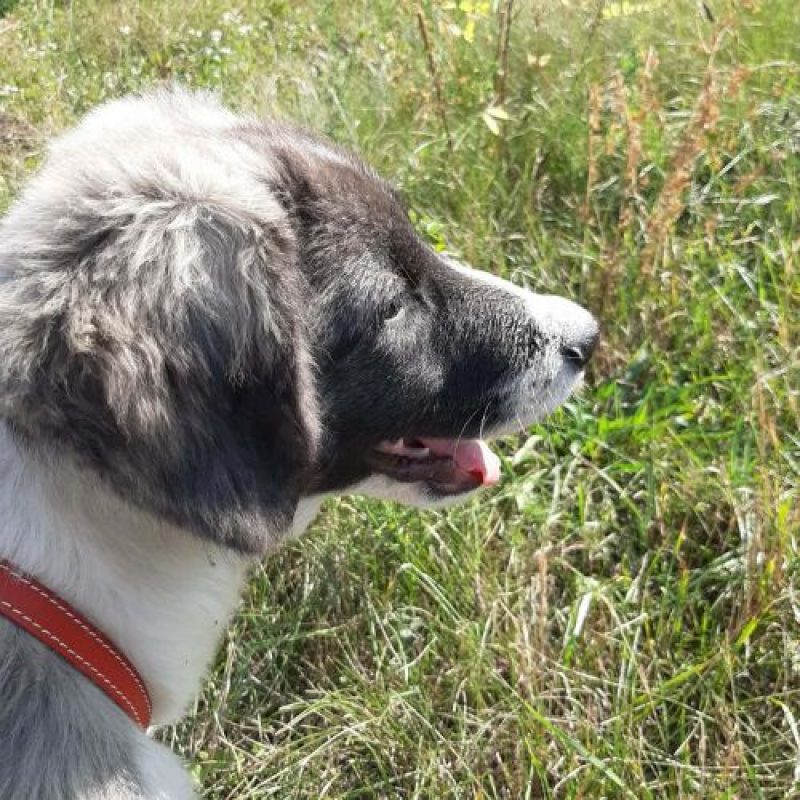 DODO - Chien à adopter - photo 10