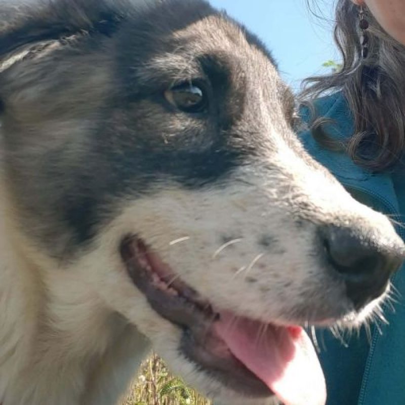 DODO - Chien à adopter - photo 5