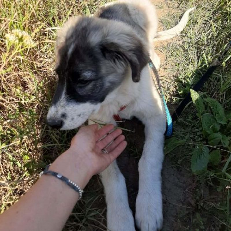 DODO - Chien à adopter - photo 2