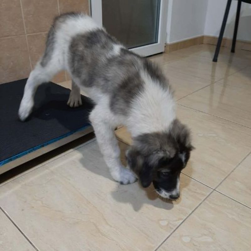 DODO - Chien à adopter - photo 7