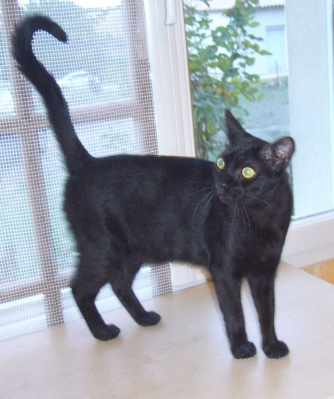 Apache - Chat à adopter