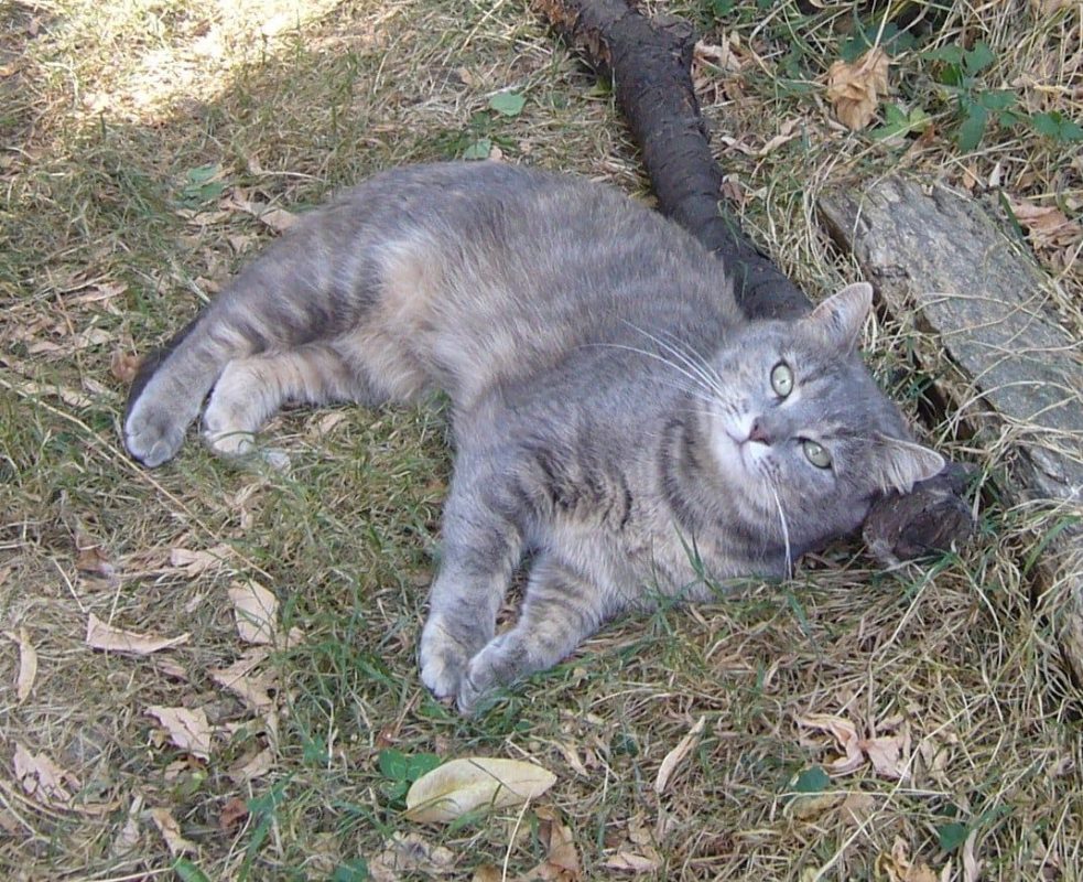 Souris - Chat à adopter