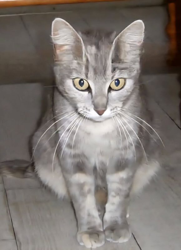 Souris - Chat à adopter - photo 2