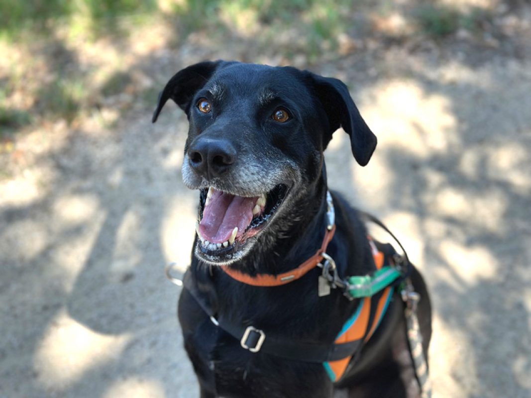 Maki - Chien à adopter