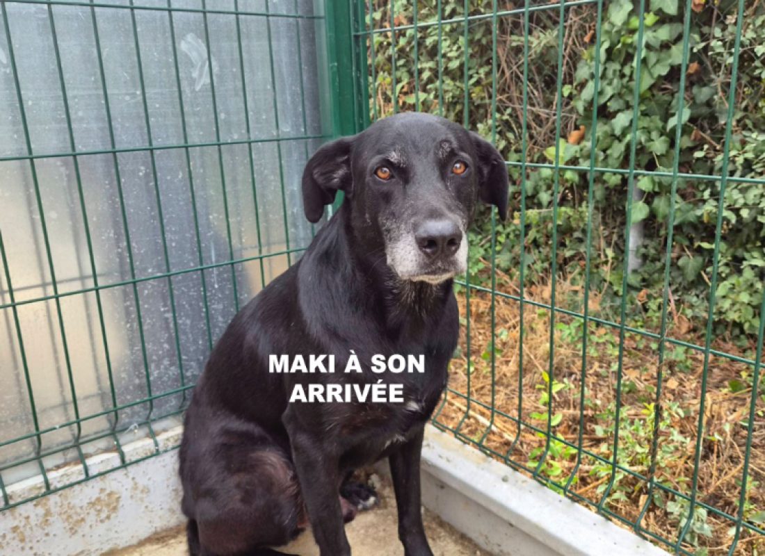 Maki - Chien à adopter - photo 2