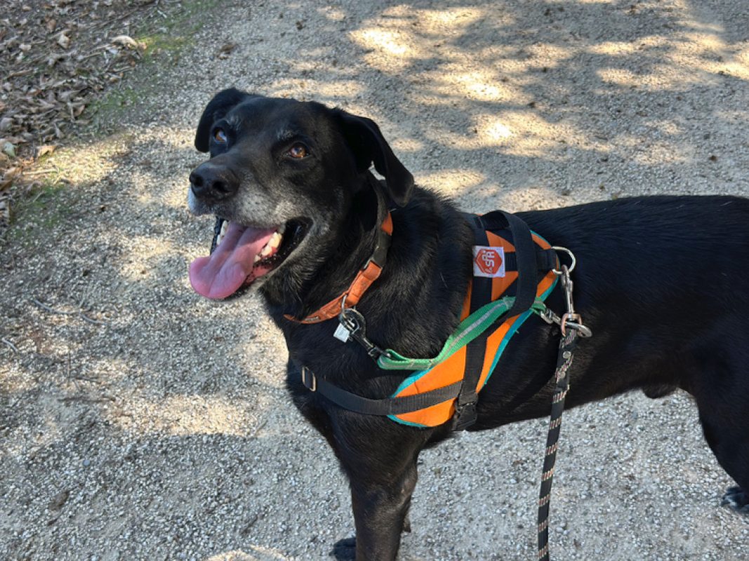 Maki - Chien à adopter - photo 3