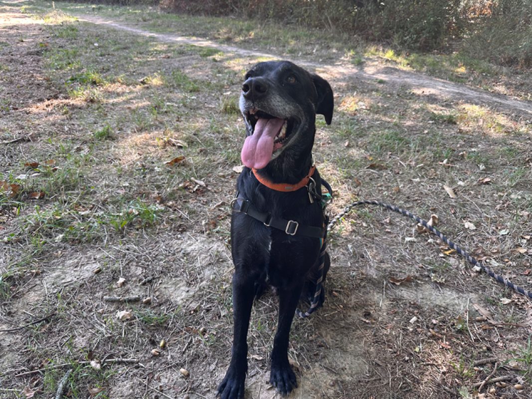 Maki - Chien à adopter - photo 4