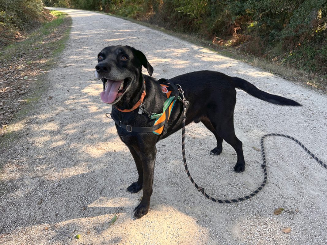 Maki - Chien à adopter - photo 5