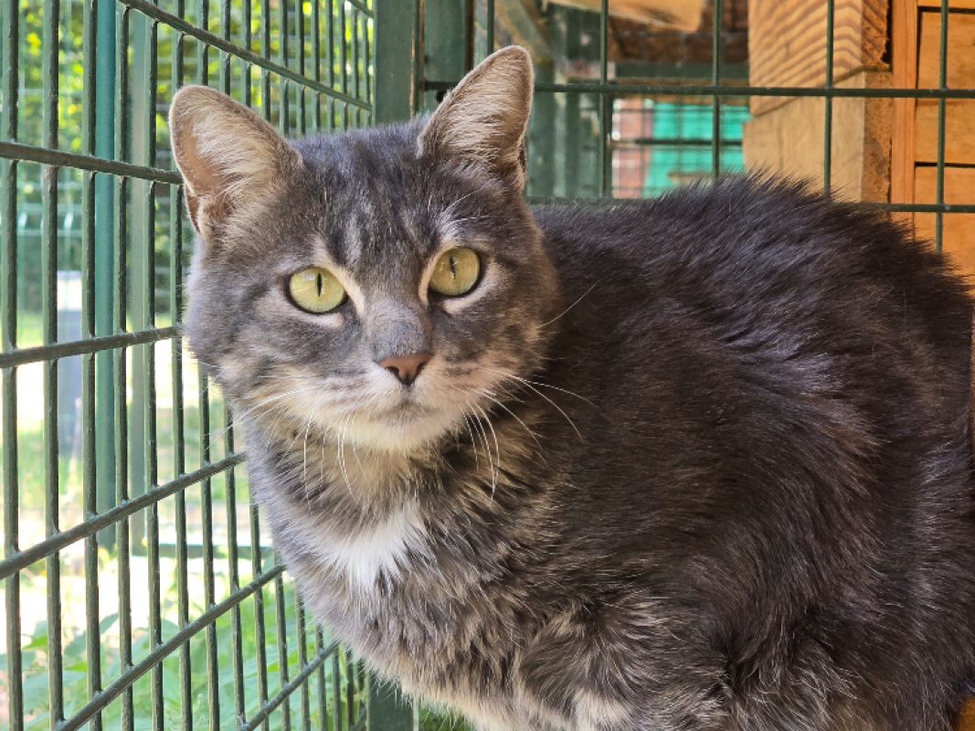 Gribouille - Chat Européen à adopter