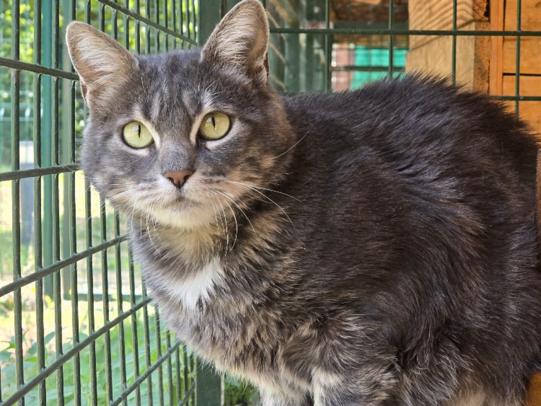Gribouille - Chat Européen à adopter - photo 2