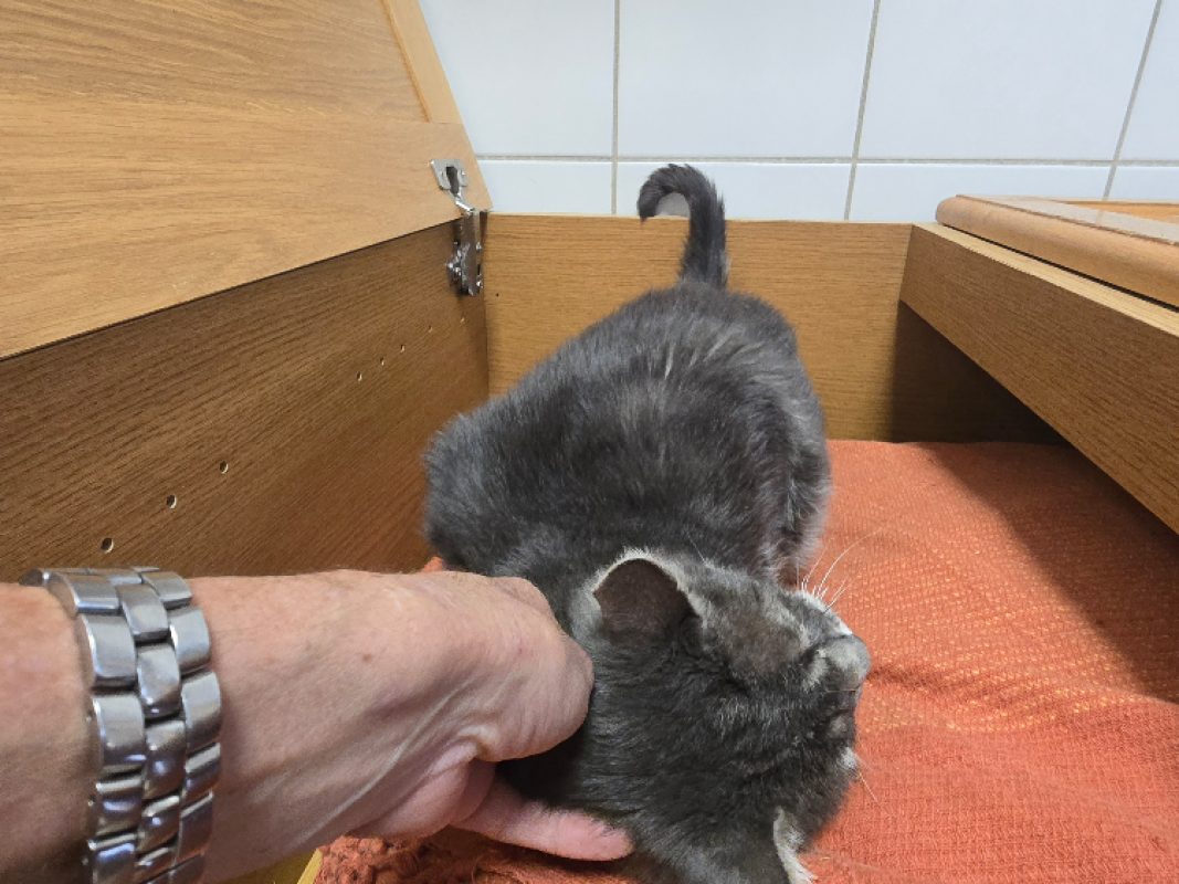 Gribouille - Chat Européen à adopter - photo 3