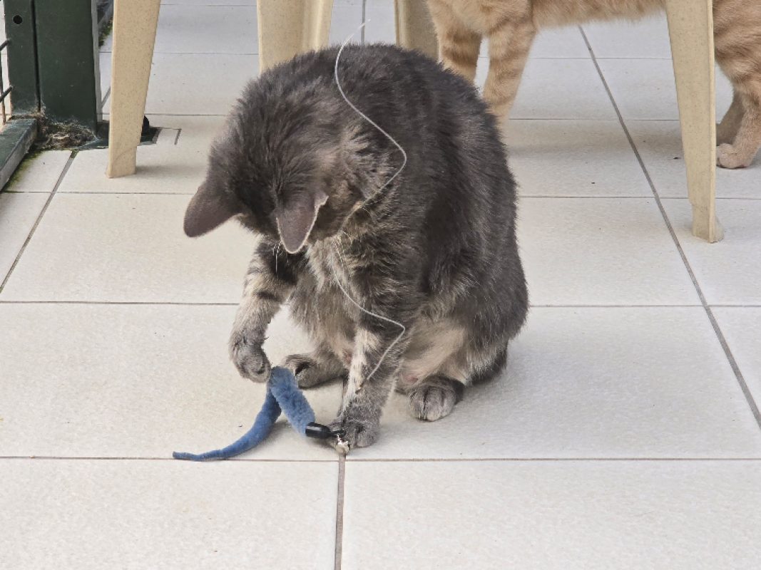 Gribouille - Chat Européen à adopter - photo 4