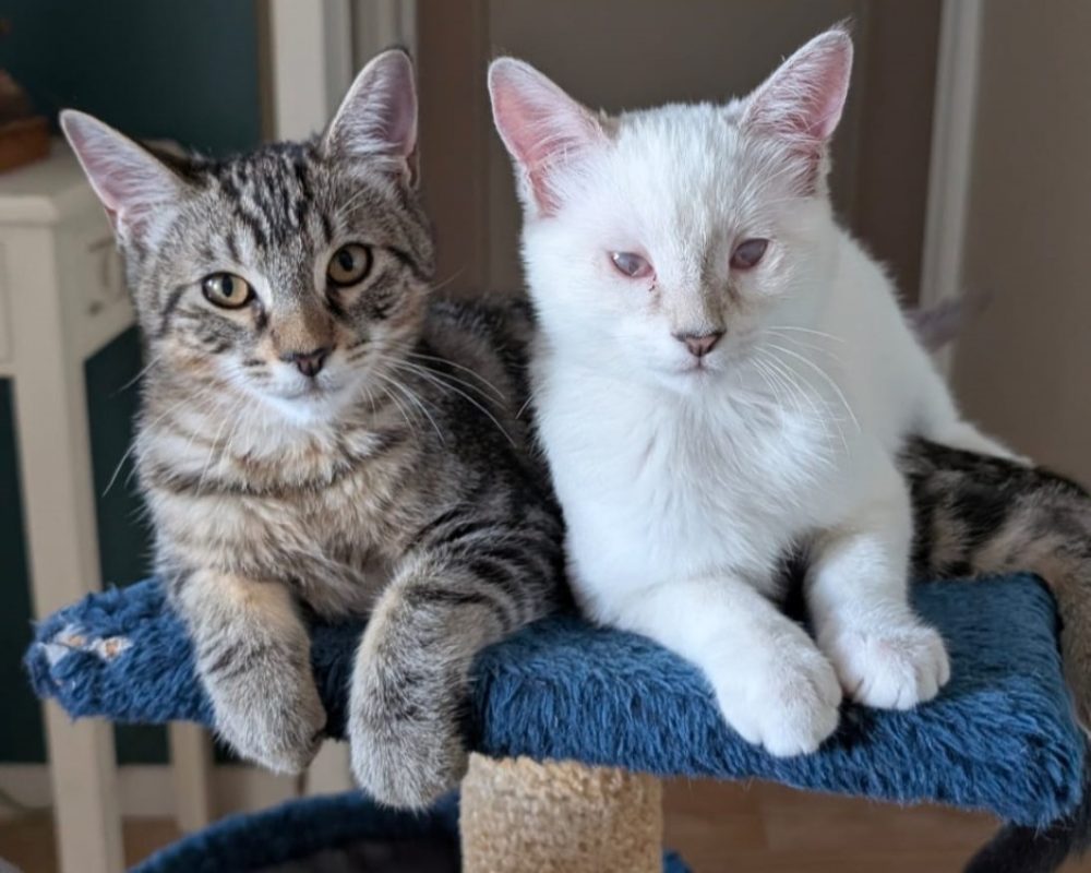 Peach et kiwi - Chat Européen à adopter