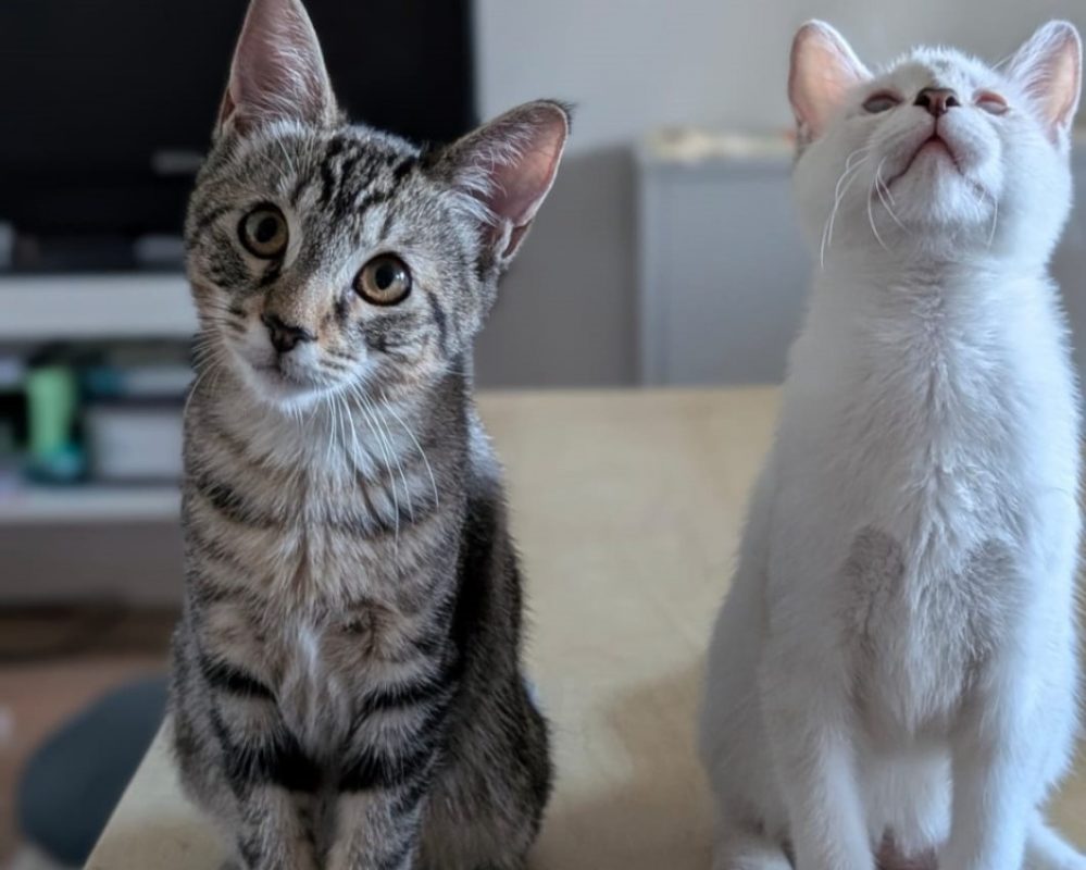 Peach et kiwi - Chat Européen à adopter - photo 2
