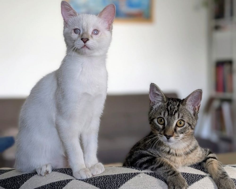 Peach et kiwi - Chat Européen à adopter - photo 3