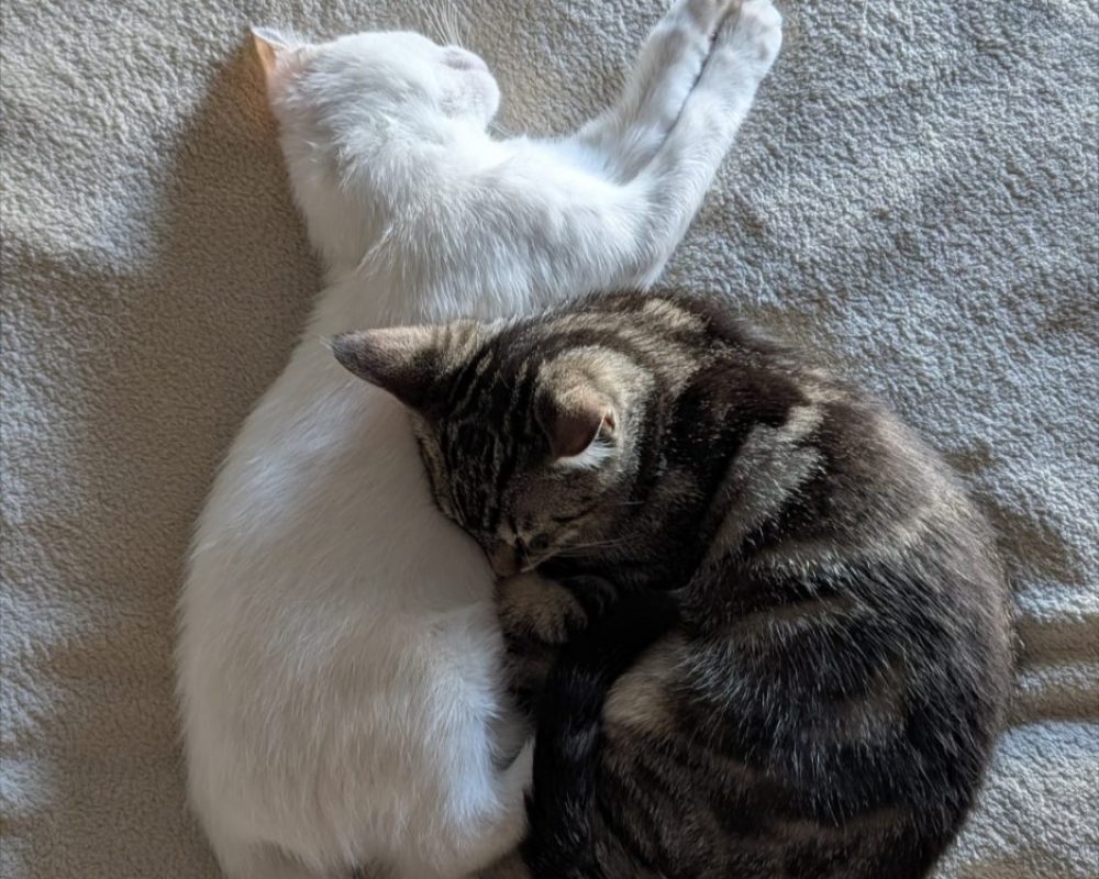 Peach et kiwi - Chat Européen à adopter - photo 4