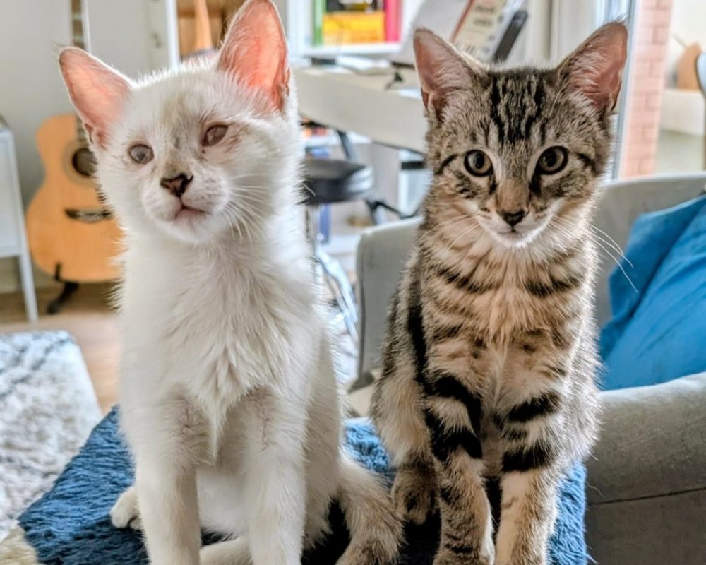 Peach et kiwi - Chat Européen à adopter - photo 5