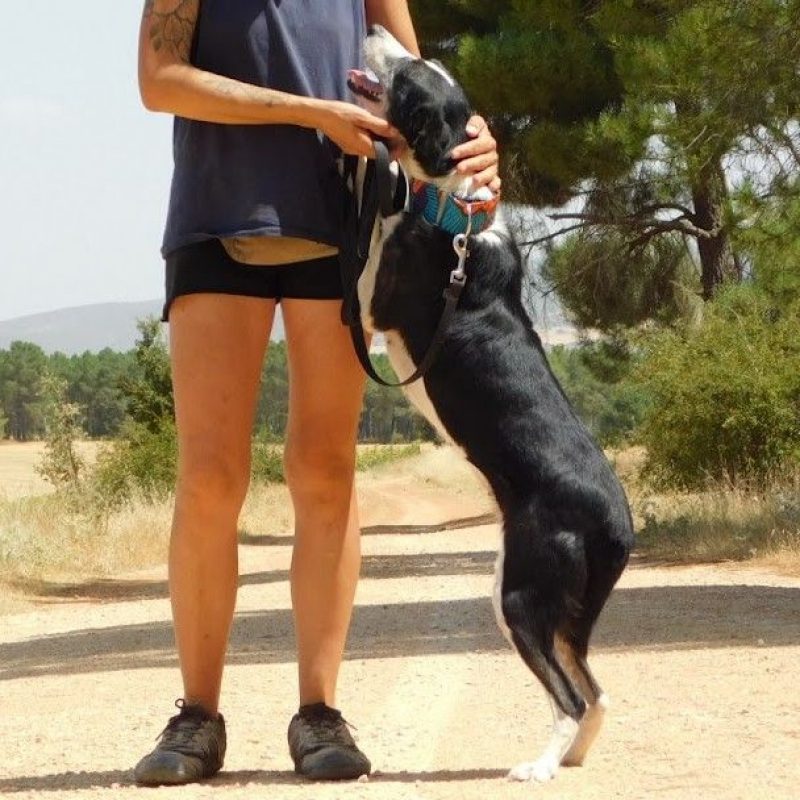 TONI - Chien Border Collie à adopter - photo 5