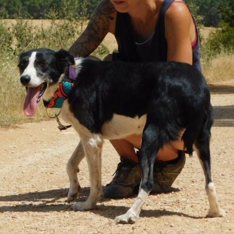 TONI - Chien Border Collie à adopter