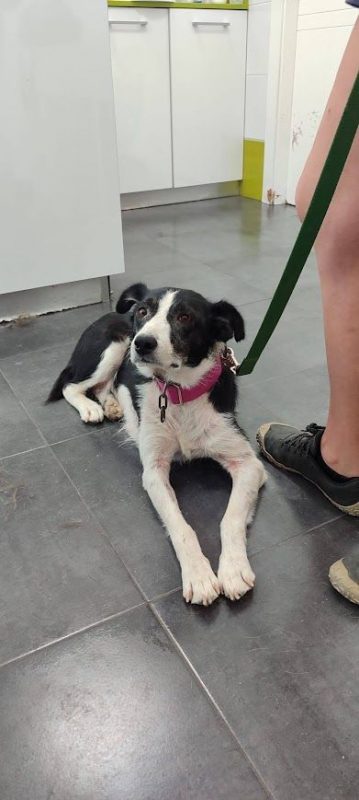 TONI - Chien Border Collie à adopter - photo 3
