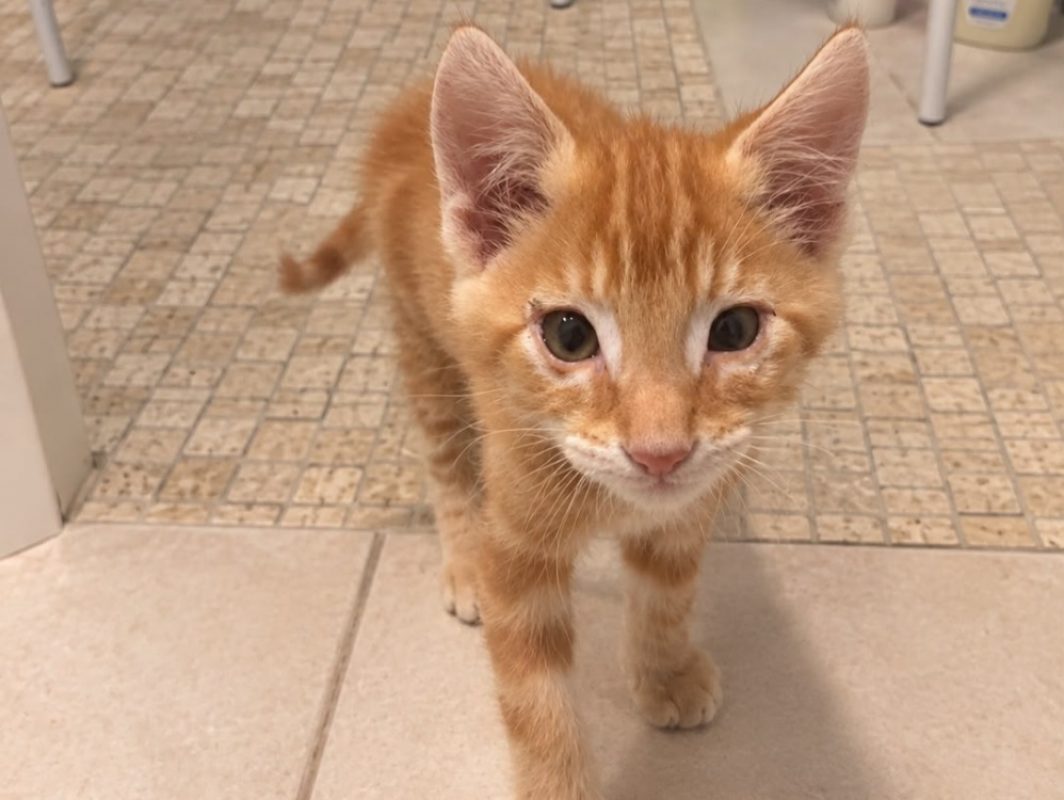 Moka - Chat Européen à adopter