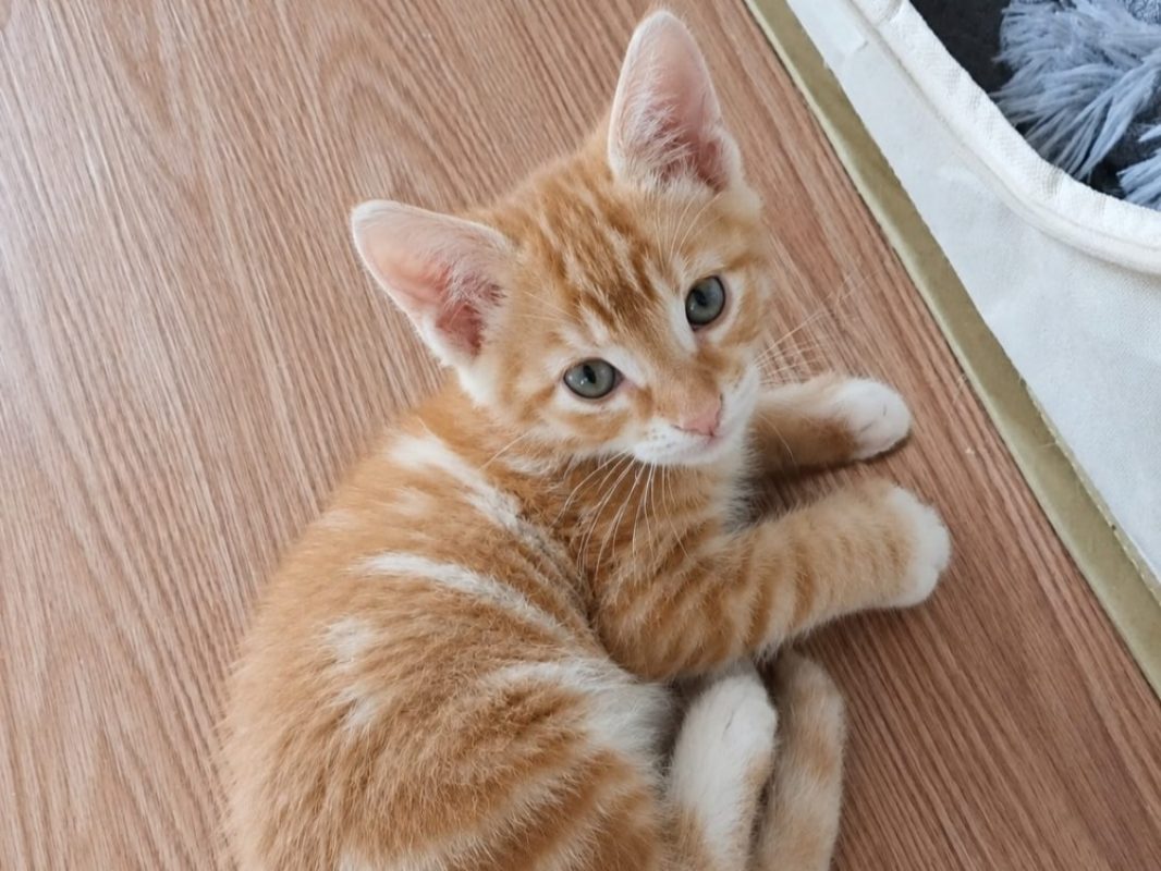 Charlie - Chat Européen à adopter