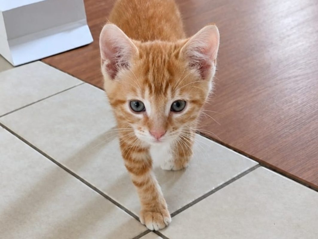 Charlie - Chat Européen à adopter - photo 2