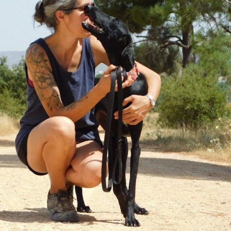 ZANIAH - Chien Galgo à adopter - photo 3