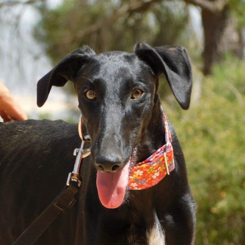 ZANIAH - Chien Galgo à adopter