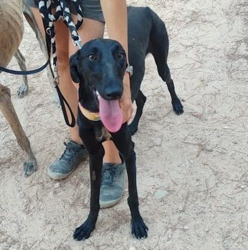 ZANIAH - Chien Galgo à adopter - photo 4
