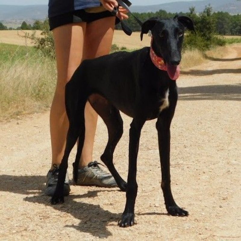 ZANIAH - Chien Galgo à adopter - photo 2