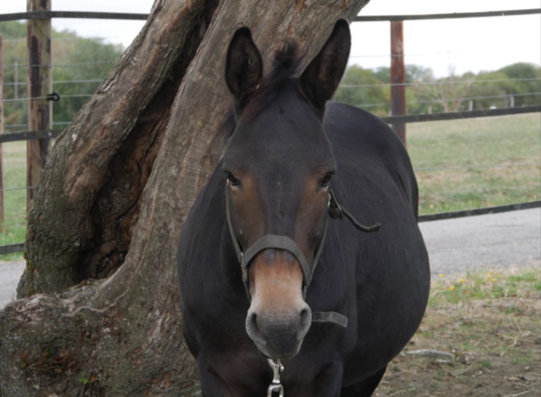 Willem - Equidé Mule / Mulet à adopter