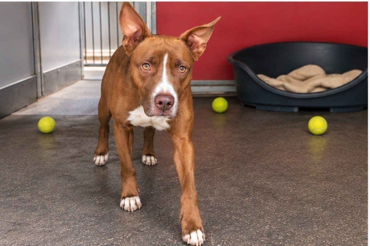 Oudini - Chien à adopter