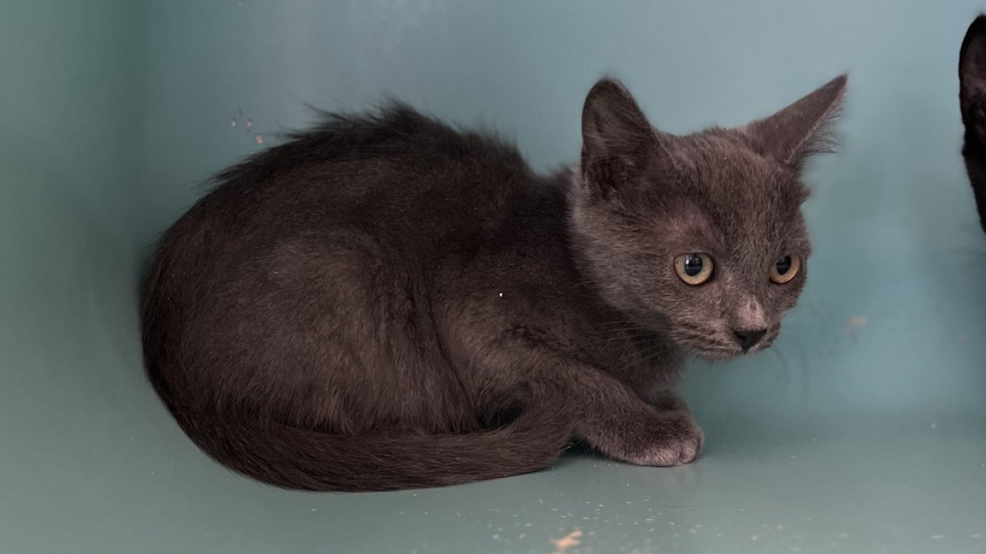 Poyo - Chat Européen à adopter