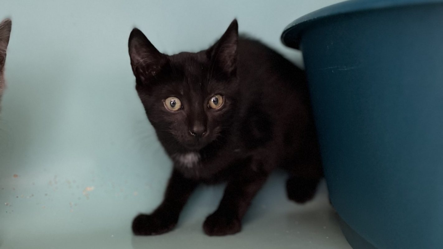 Plantain - Chat Européen à adopter
