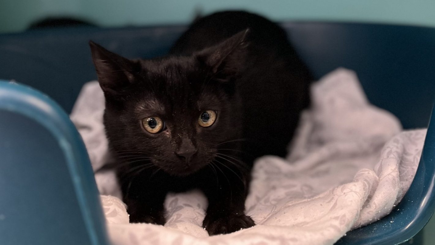 Cavendish - Chat Européen à adopter