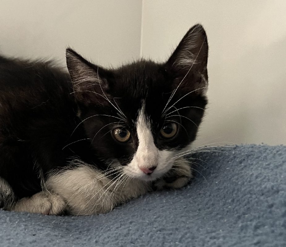 Vick - Chat Européen à adopter