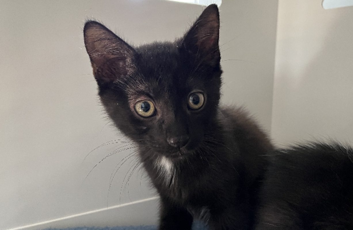 Tim - Chat Européen à adopter