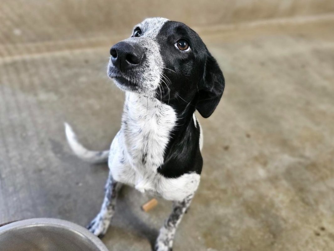 Quartz - Chien Berger à adopter