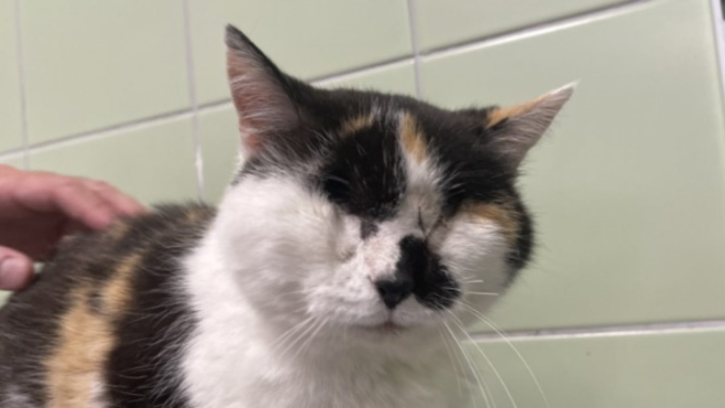 Avy - Chat Européen à adopter