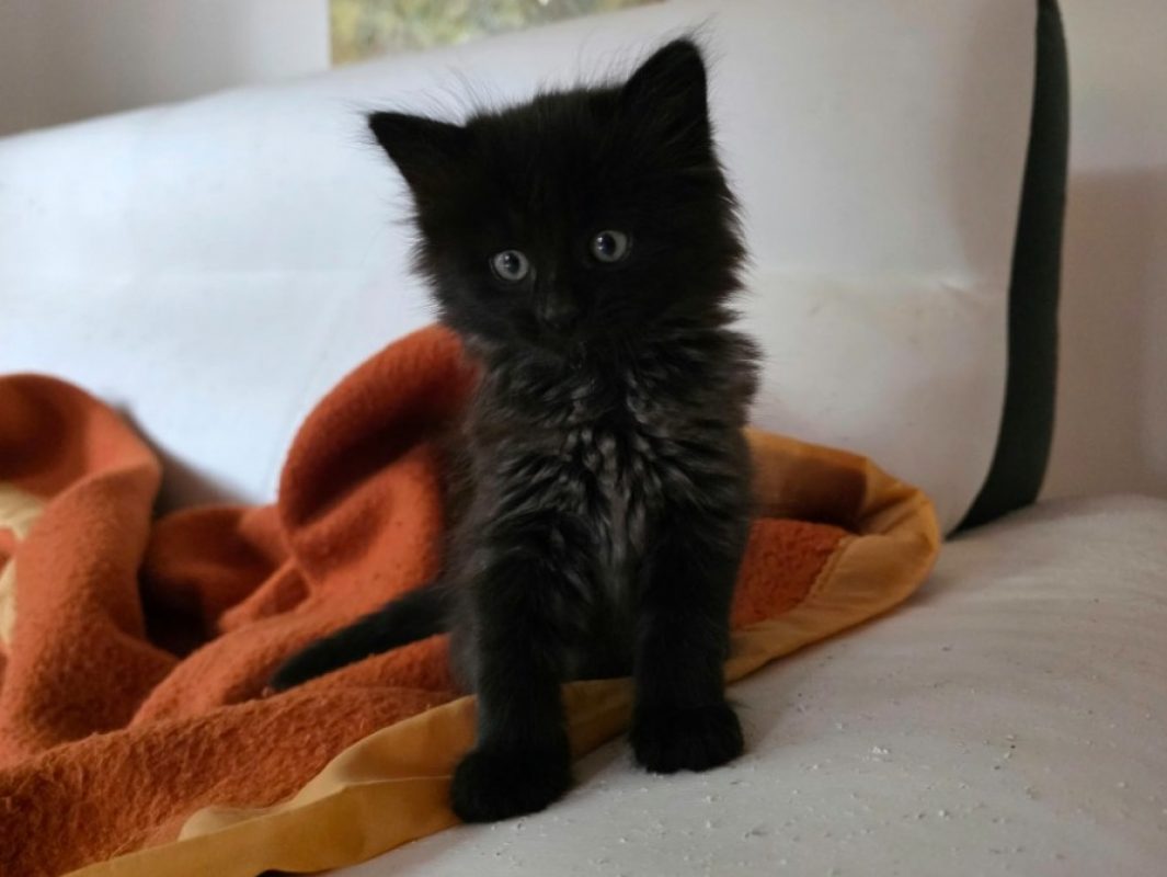 Bed - Chat Européen à adopter