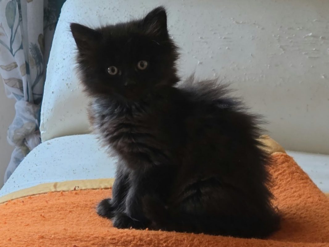 Bed - Chat Européen à adopter - photo 2