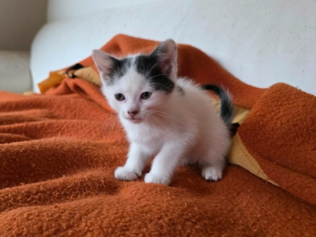 Breackfast - Chat Européen à adopter